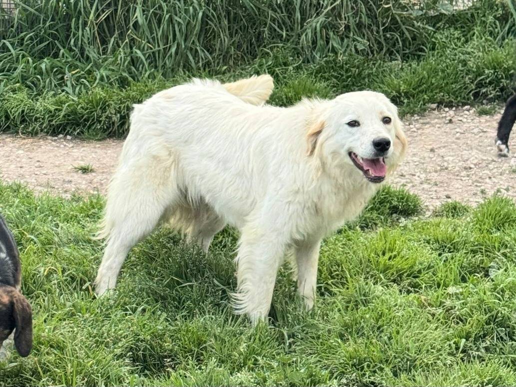 Adotta un cane, femmina, 1 anno e 3 mesi , Teramo