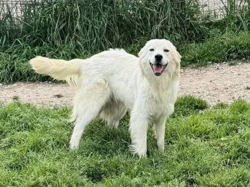 Adotta un cane, taglia media, femmina, Teramo