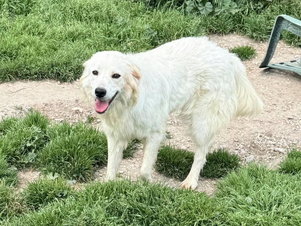 Vuoi adottare un cane a Teramo?