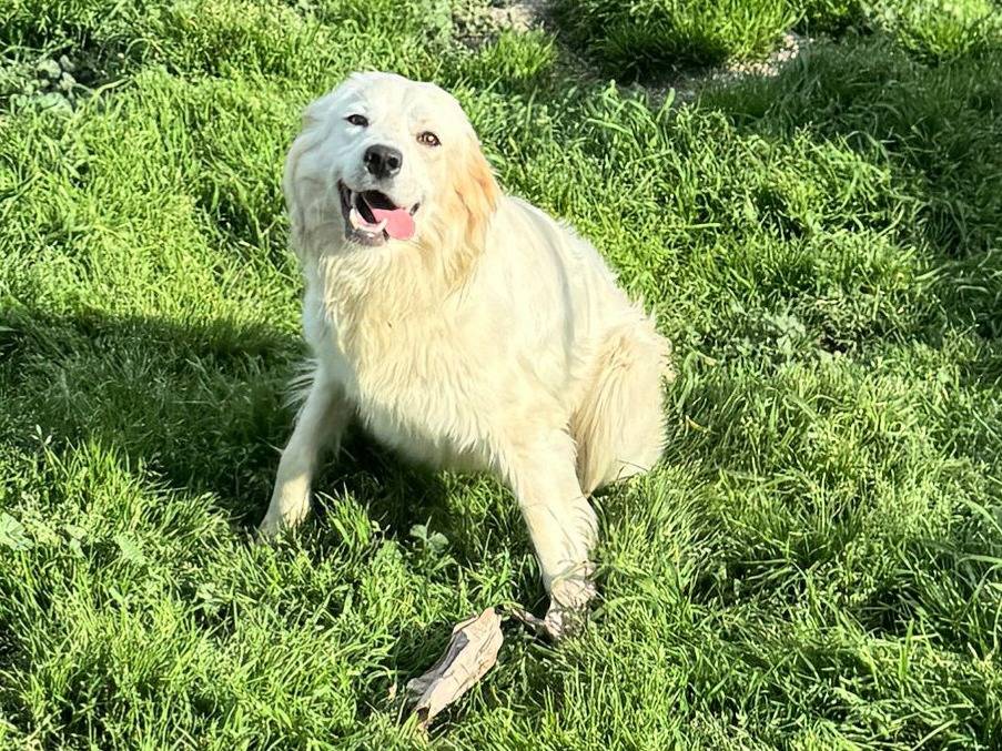 Adotta il cane Gina a Teramo