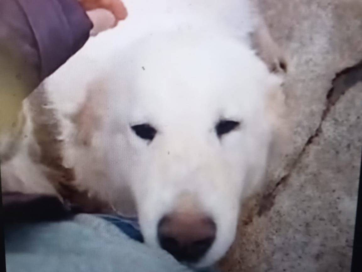 Foto dell'animale