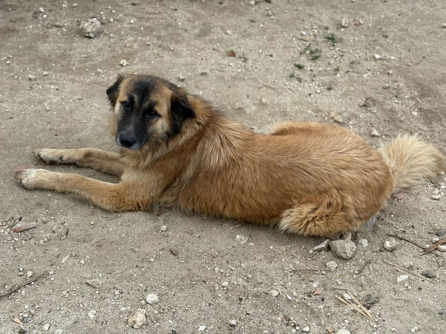 Adotta il cane Agata a Vibo
