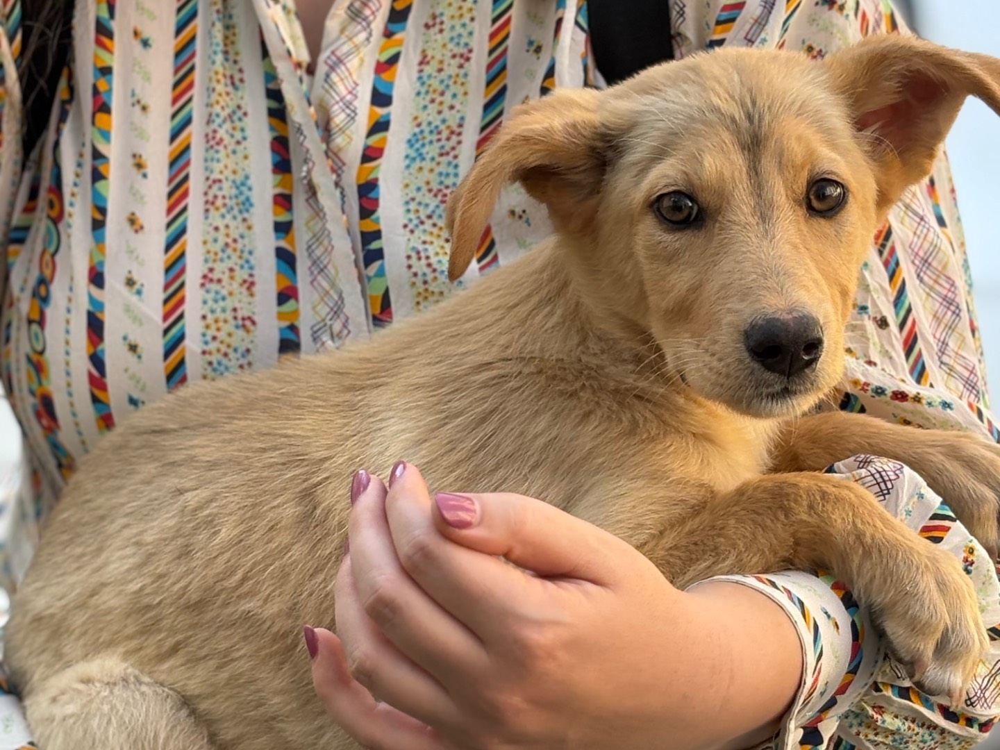Adotta un cane, femmina, 1 mesi, Siracusa