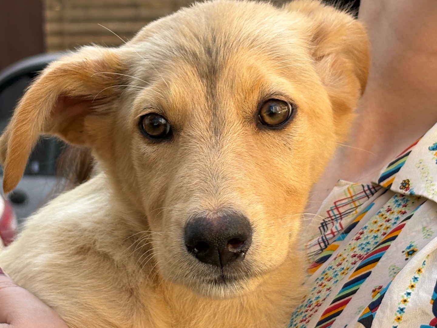 Vuoi adottare un cane a Siracusa?