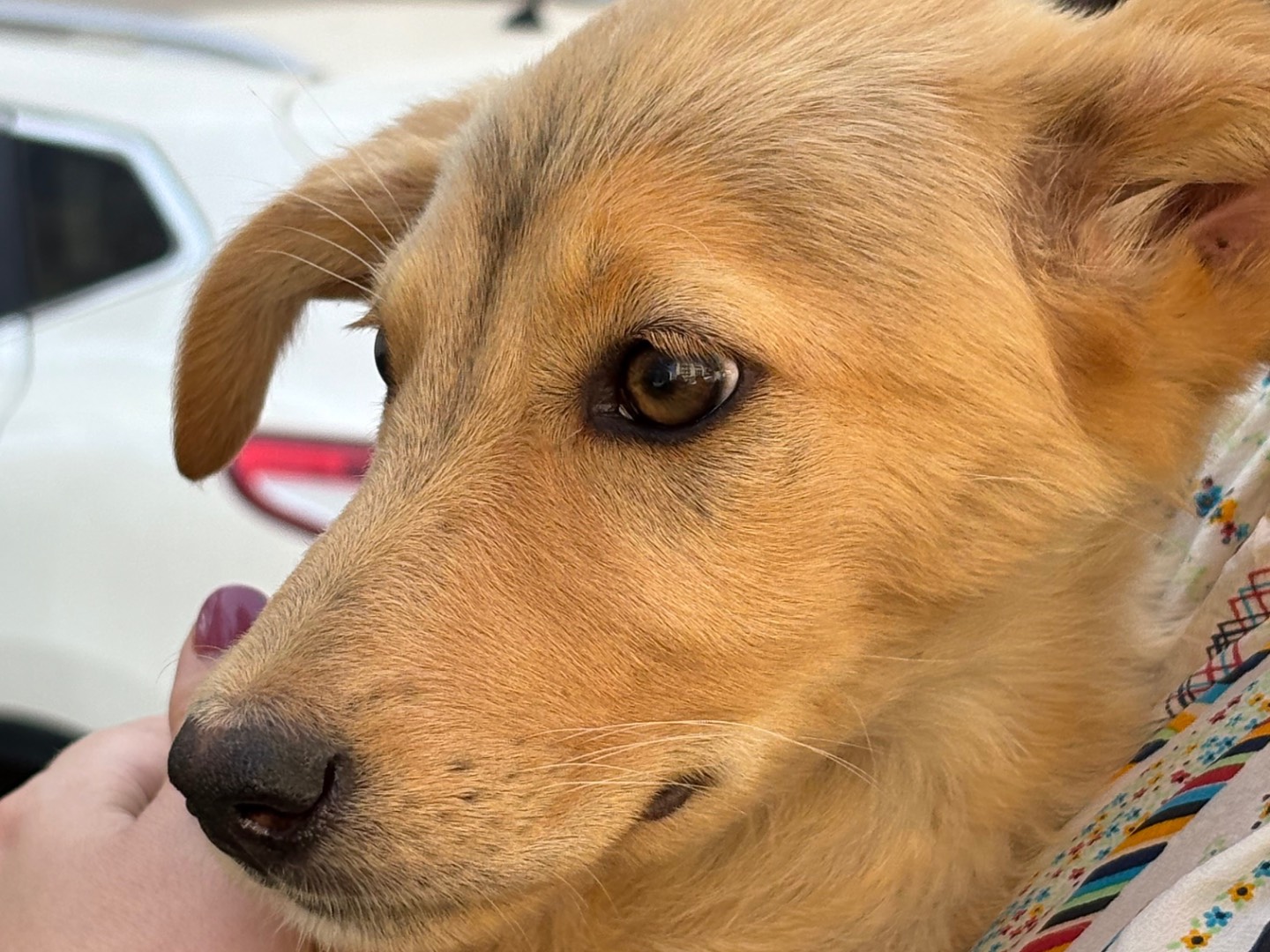 Foto dell'animale