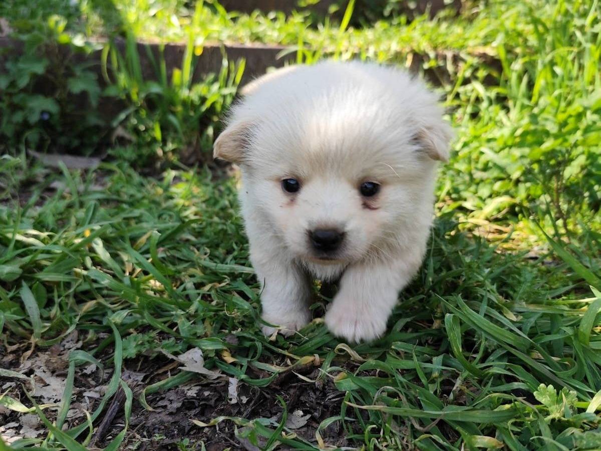 Adozione cane, maschio, Razza sconosciuta Razza sconosciuta, 1 mesi, taglia piccola, Crotone