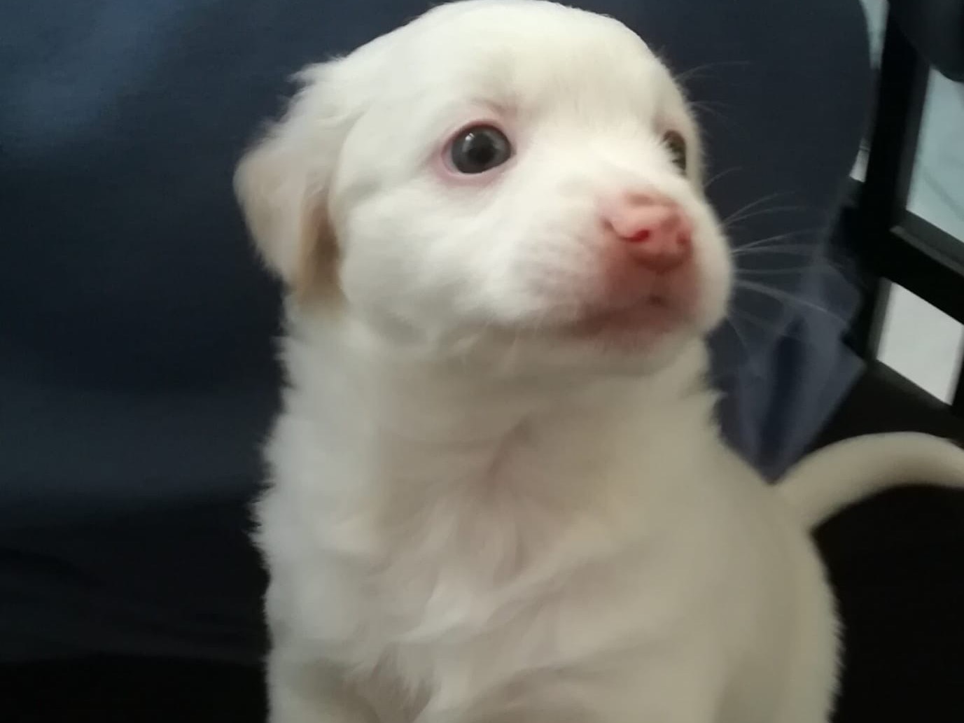 Adotta un cane, femmina, 2 mesi, Teramo