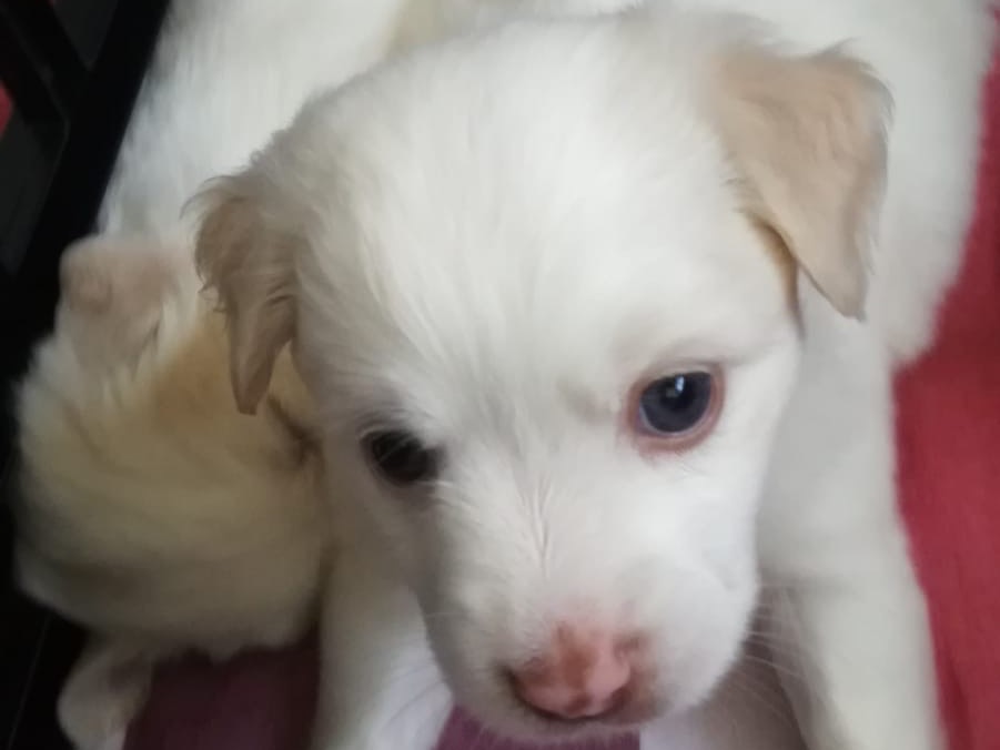 Adotta un cane, taglia media, femmina, Teramo