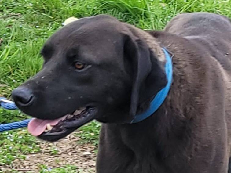 Adotta un cane, maschio, 4 anni  e 1 mese, Milano