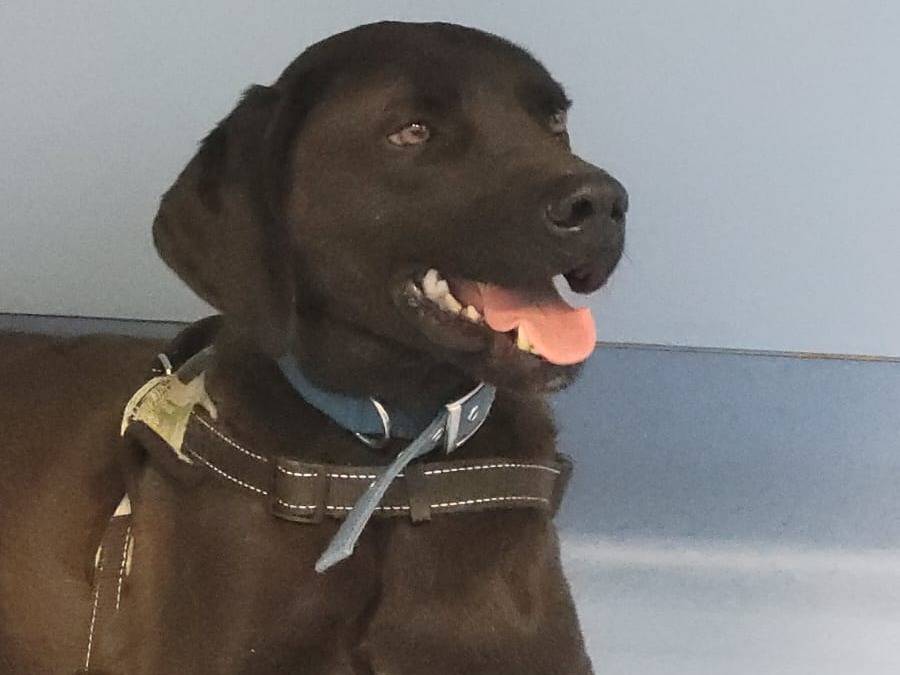 Adotta il cane SIRIUS a Milano