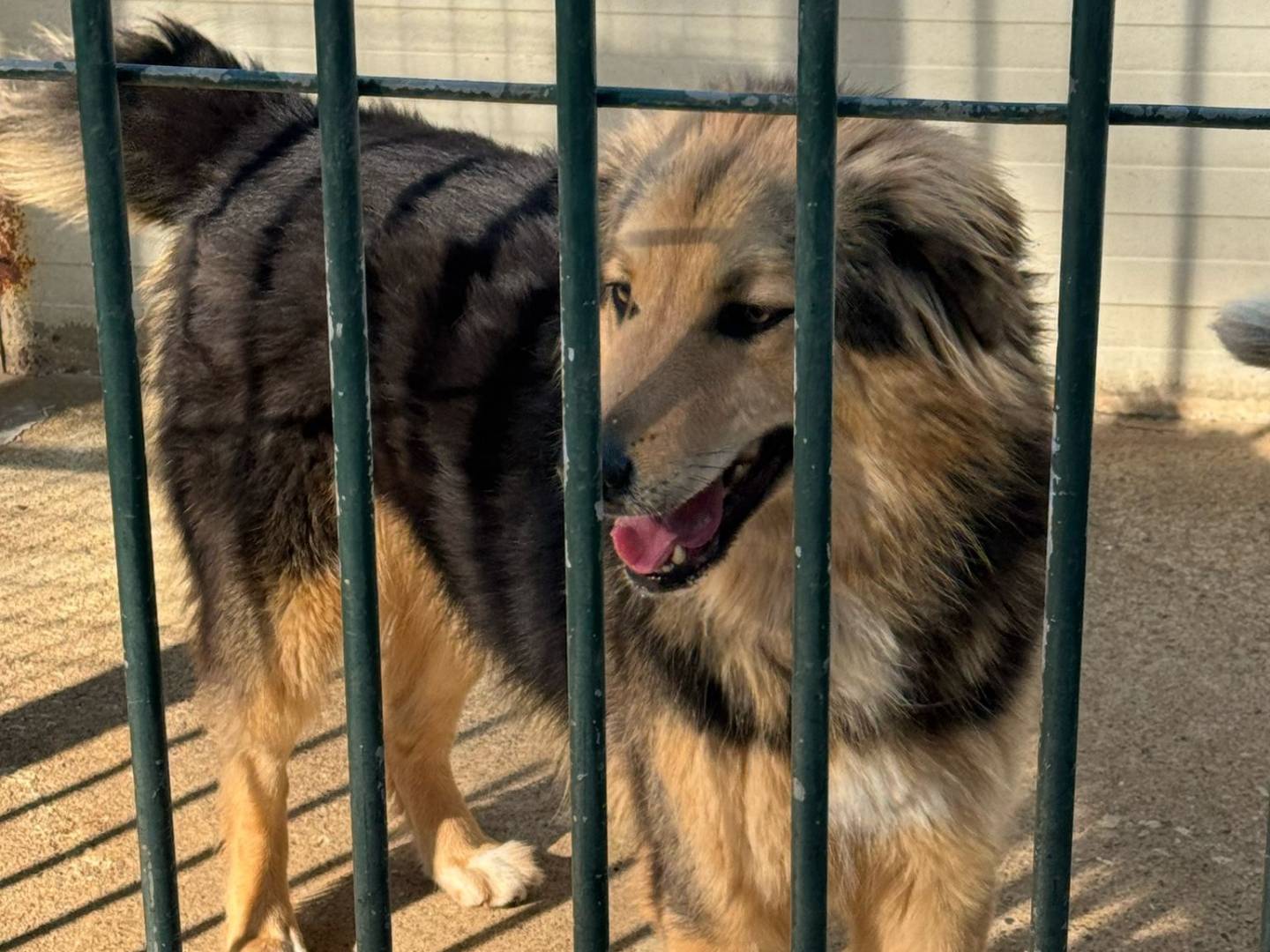 Adotta un cane, maschio, 2 anni , Milano