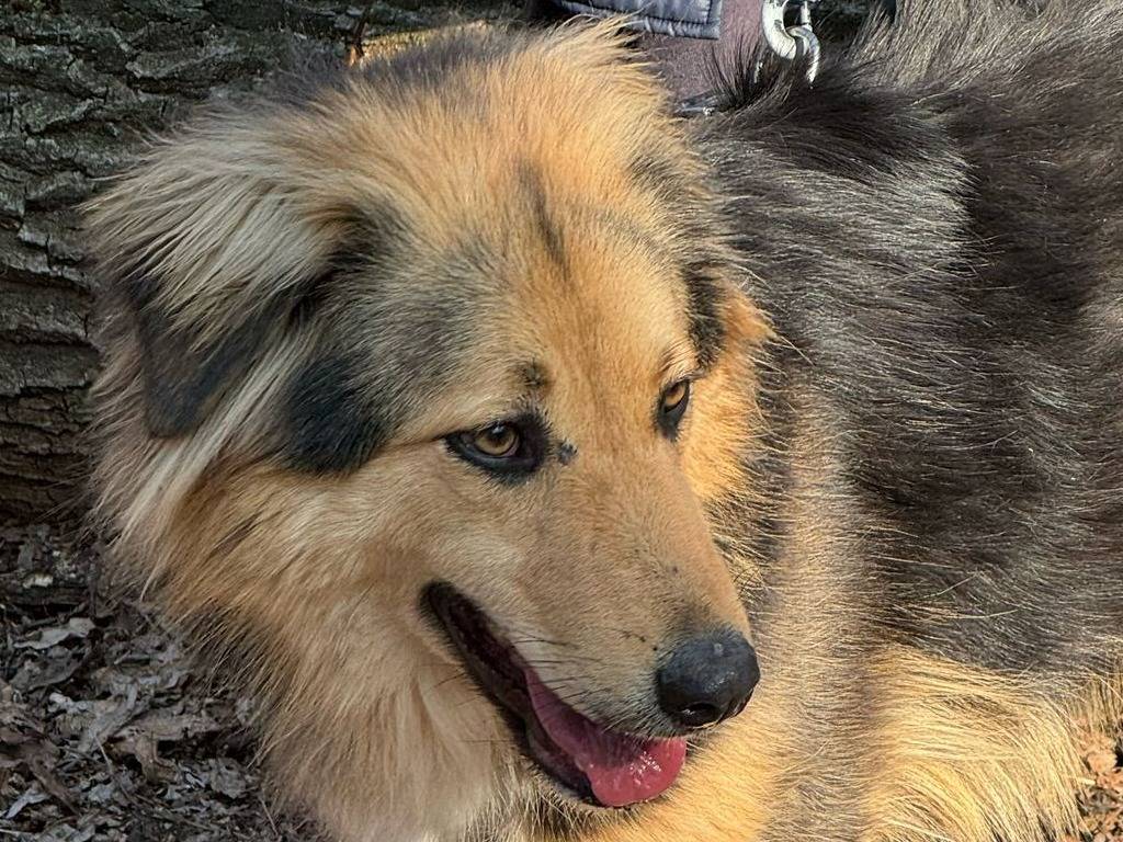 Adotta un cane, taglia media, maschio, Milano