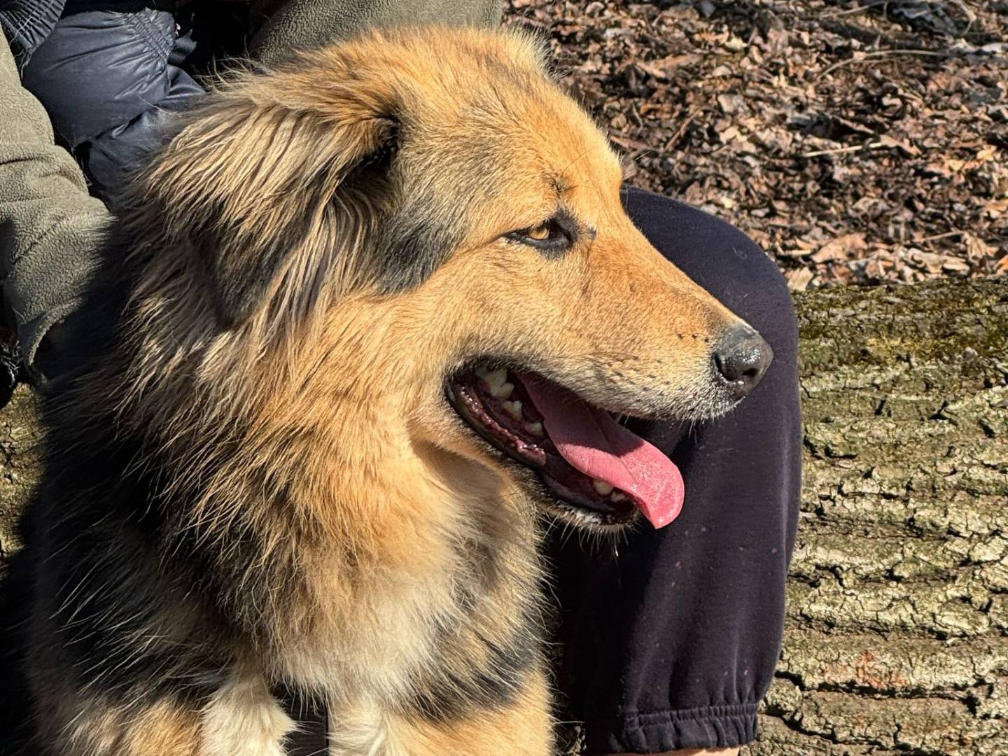 Vuoi adottare un cane a Milano?