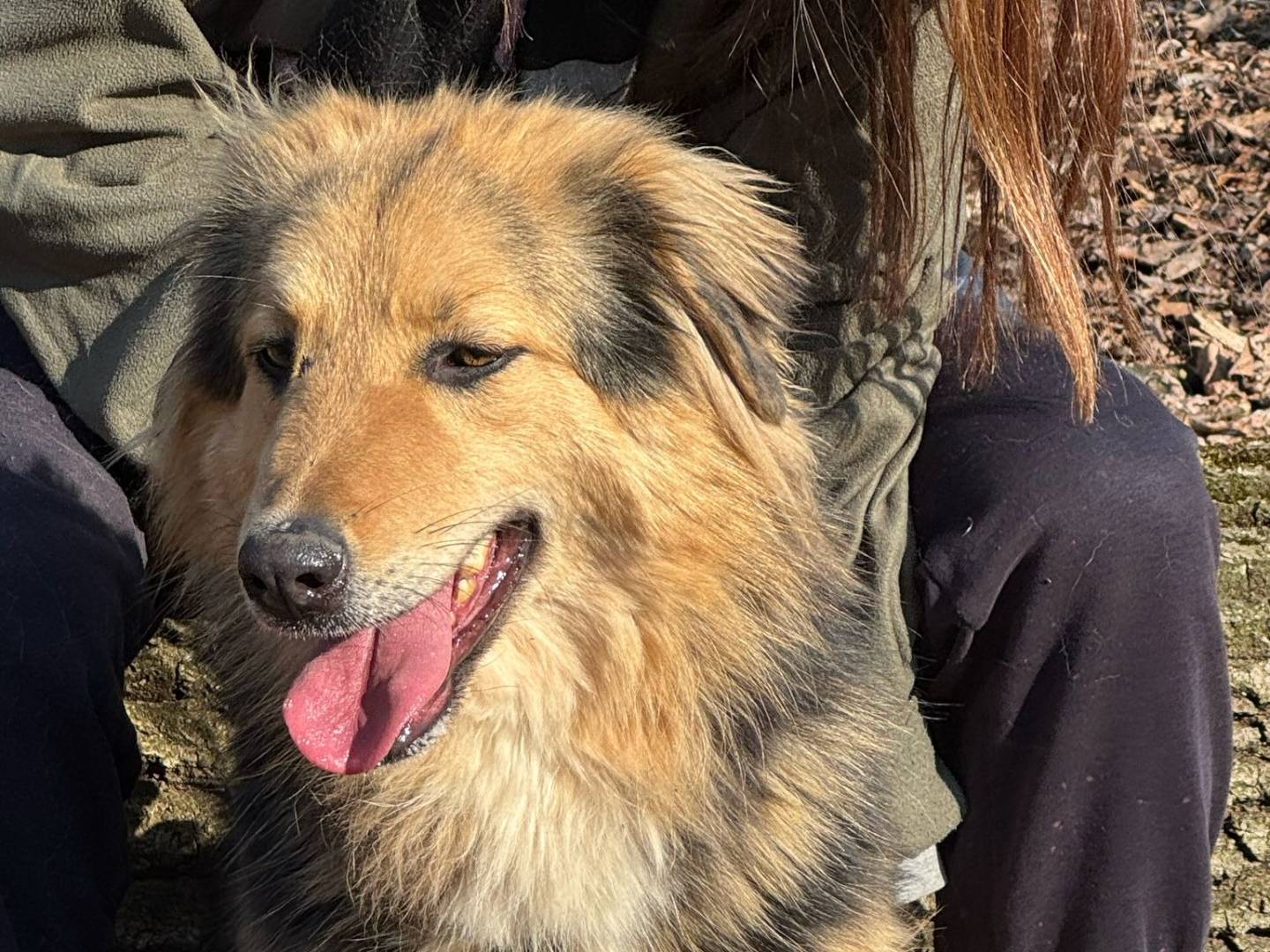 Adotta il cane Milou a Milano