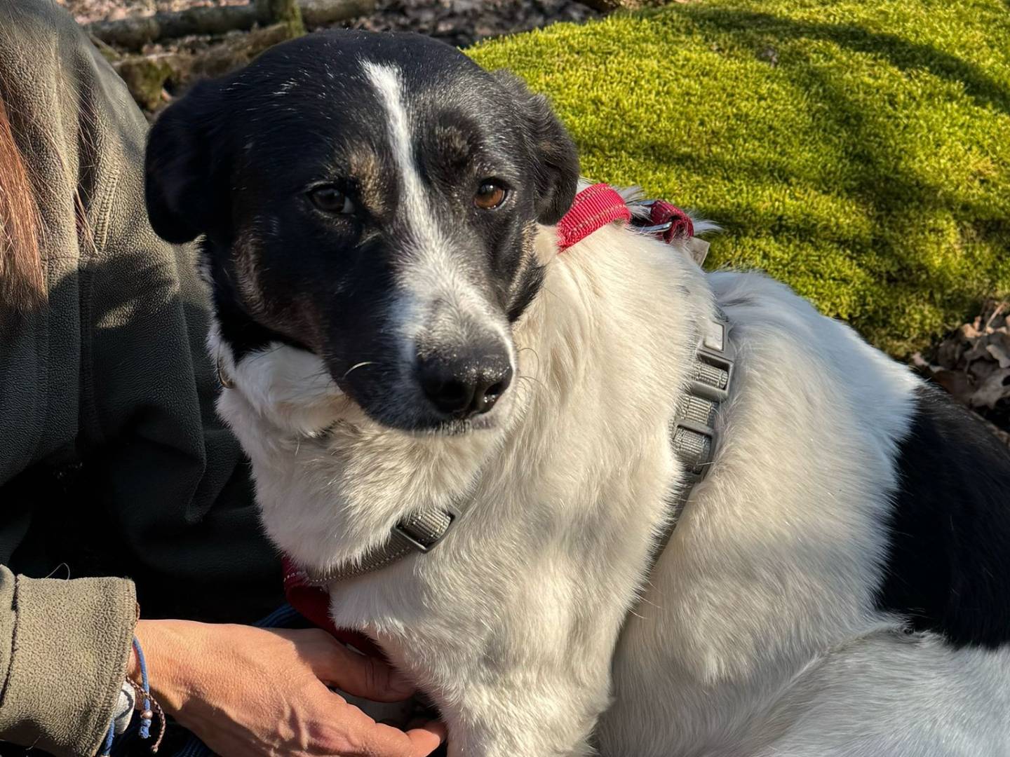 Adotta un cane, femmina, 3 anni , Milano