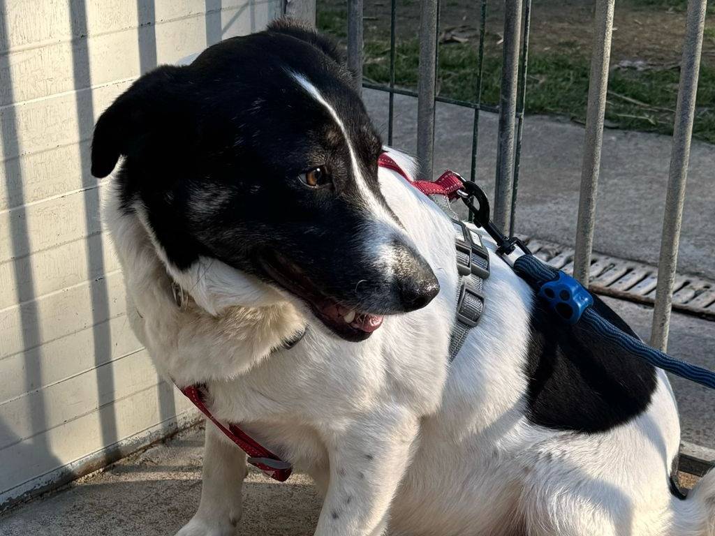 Vuoi adottare un cane a Milano?