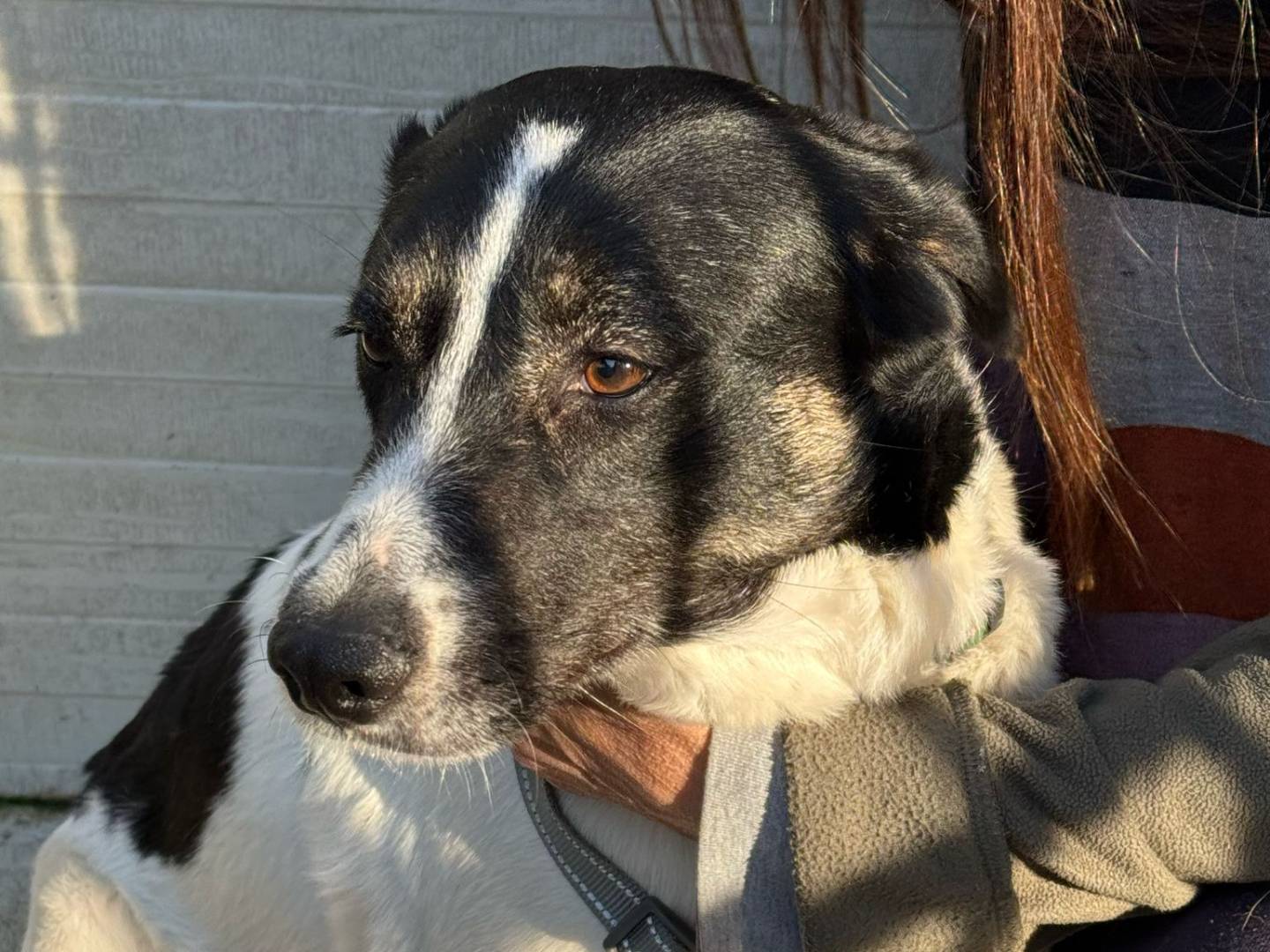 Adotta il cane COOKIE a Milano