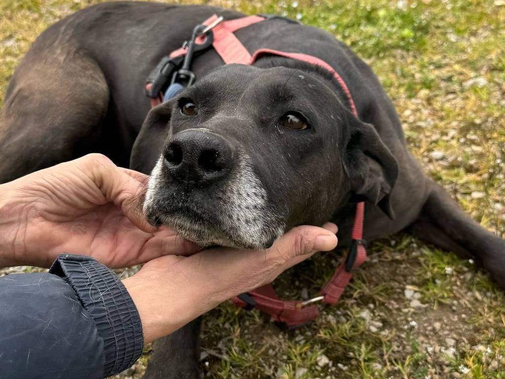 Foto dell'animale