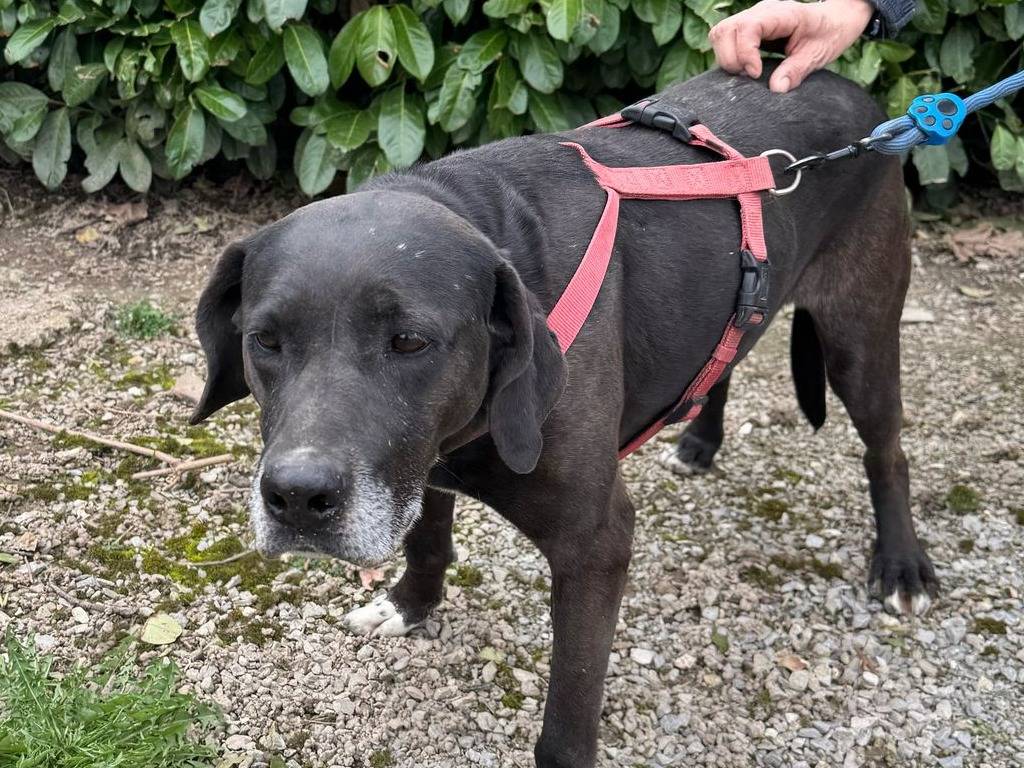 Adotta il cane MALIKA a Milano