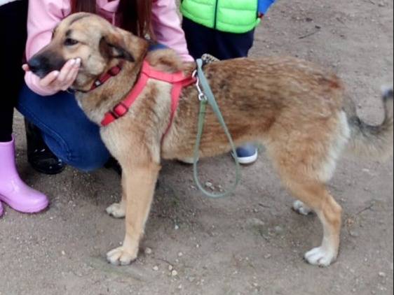 Adozione cane, femmina, Razza sconosciuta Razza sconosciuta, 2 anni  e 10 mesi , taglia media contenuta, Milano