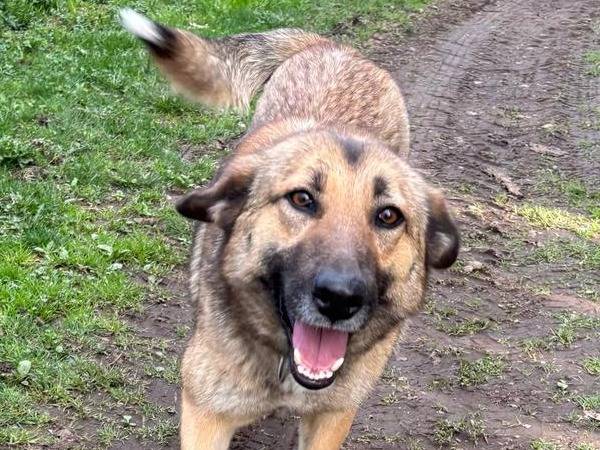 Adotta un cane, femmina, 2 anni  e 10 mesi , Milano