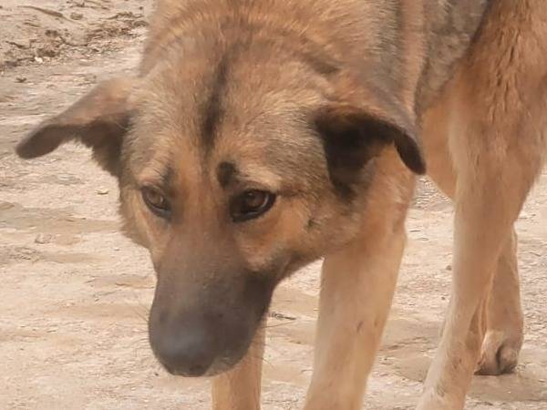 Adotta un cane, taglia media contenuta, femmina, Milano
