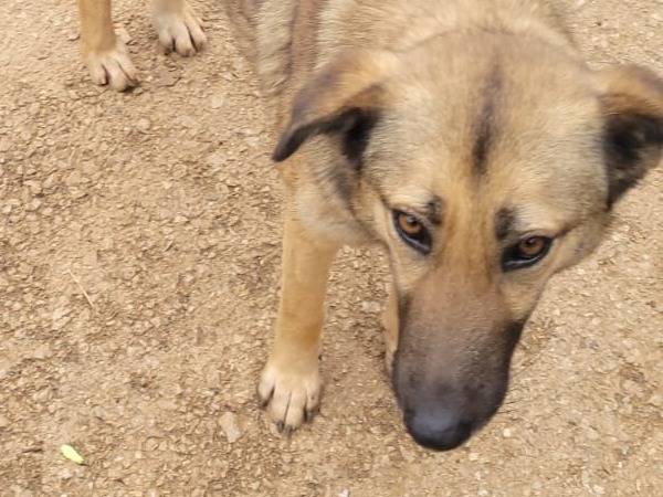 Vuoi adottare un cane a Milano?