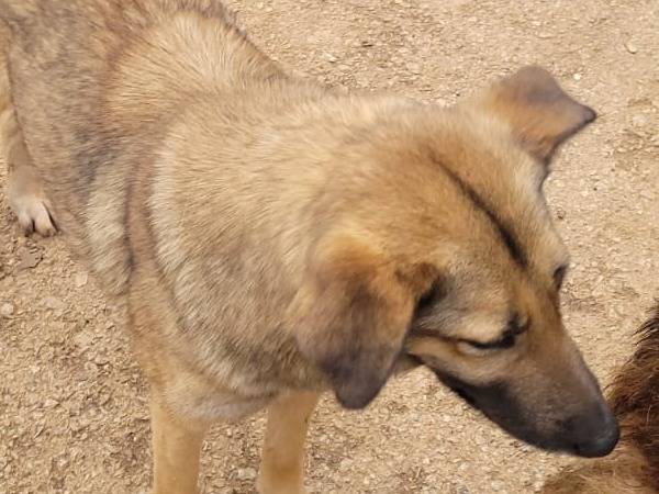 Adotta il cane DIANA a Milano