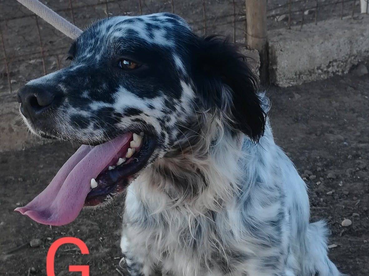 Adozione cane, maschio, Setter Inglese Razza sconosciuta, 5 anni  e 10 mesi , taglia media, Roma