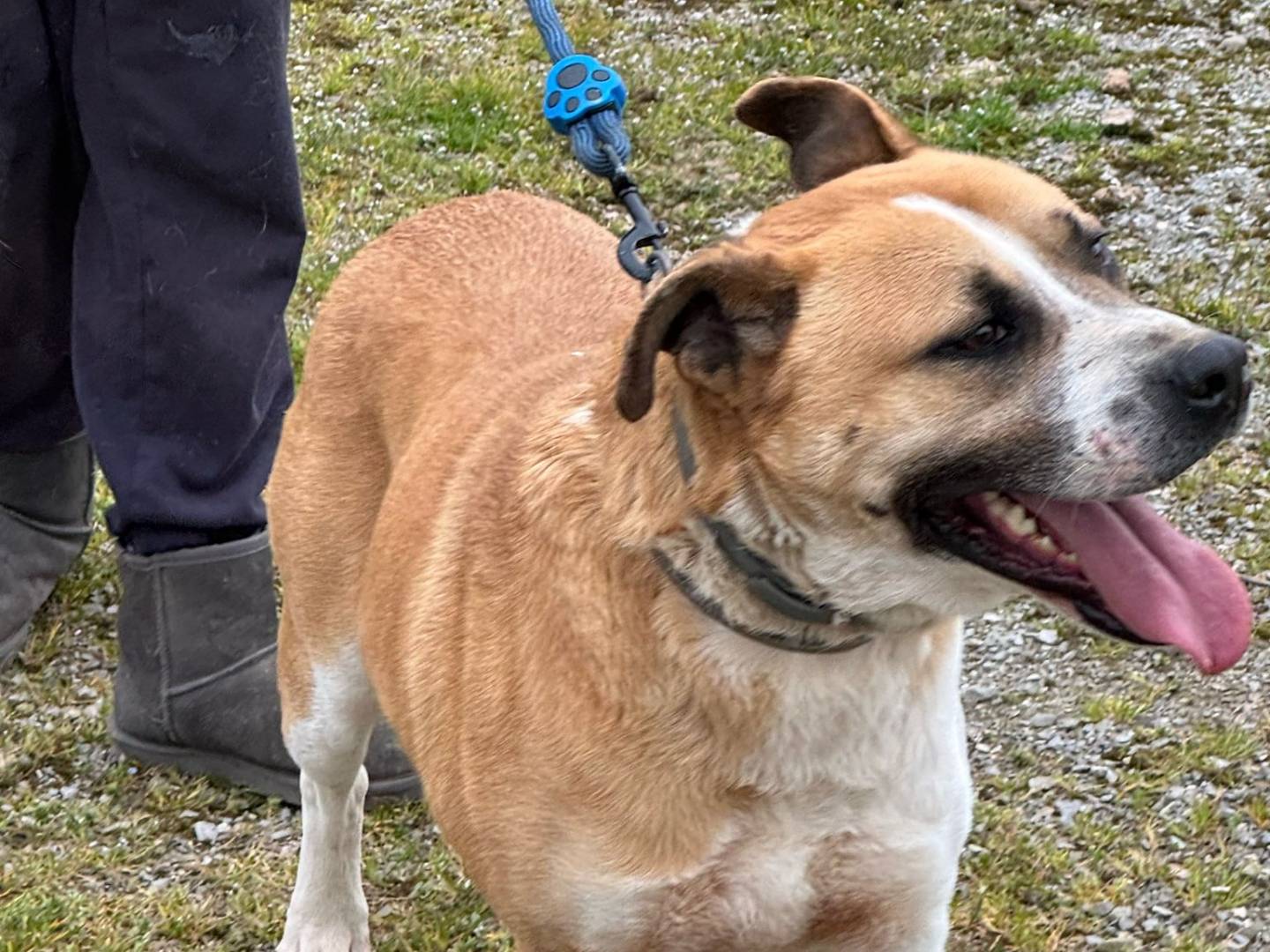 Adotta un cane, taglia media, maschio, Milano