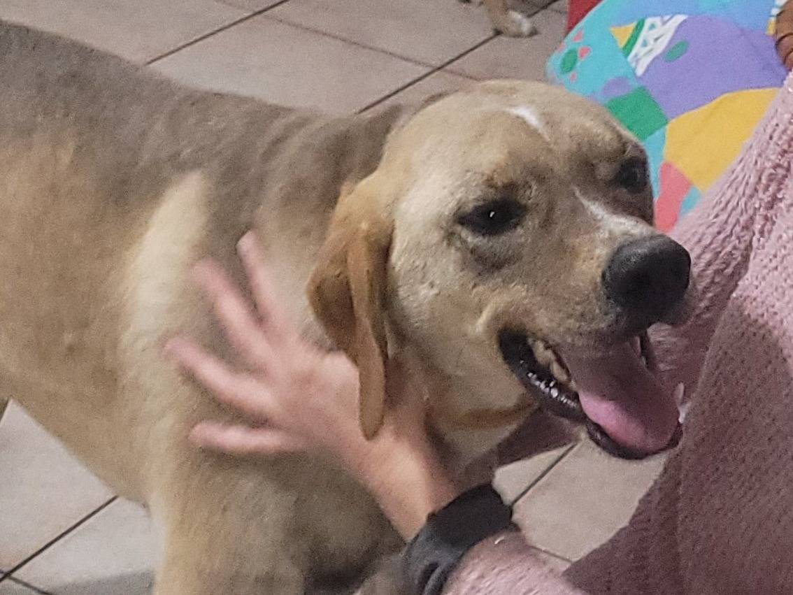 Adotta un cane, maschio, 4 anni  e 4 mesi , Milano