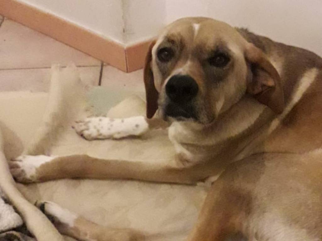 Adotta un cane, taglia media, maschio, Milano
