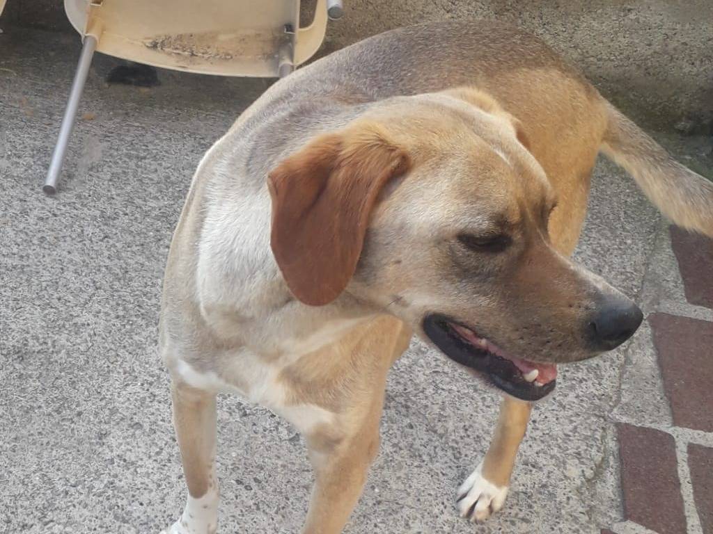 Vuoi adottare un cane a Milano?