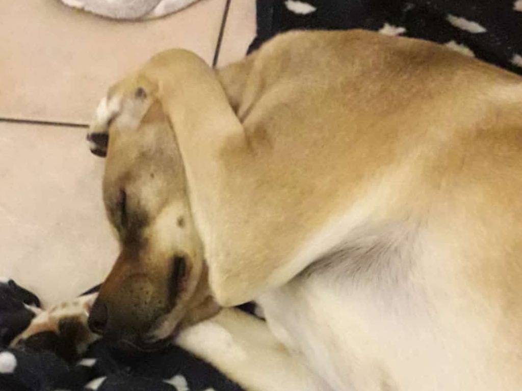 Adotta il cane DYLAN a Milano