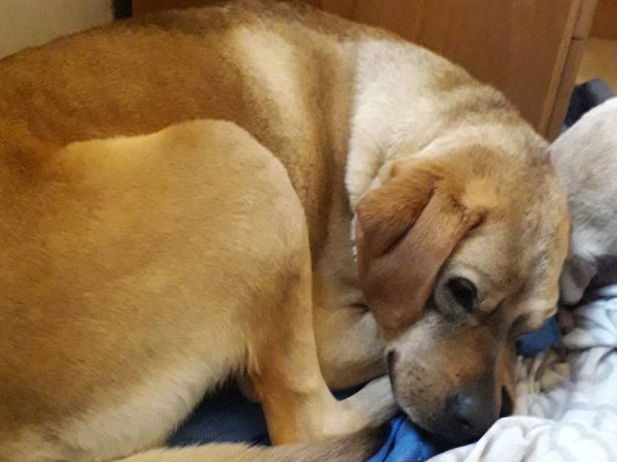Adotta un cane, taglia media, maschio, Milano