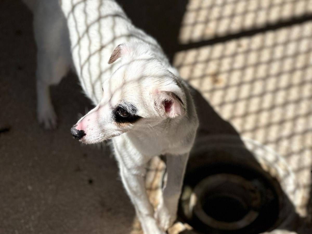 Adozione cane, femmina, Jack Russell Terrier Razza sconosciuta, 5 mesi, taglia piccola, Trapani