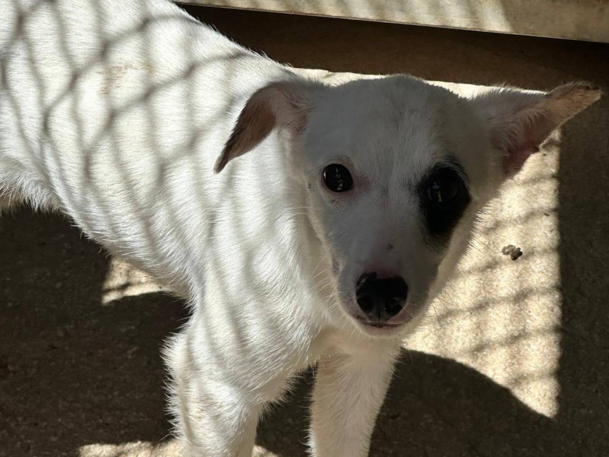 Adotta un cane, femmina, 5 mesi, Trapani