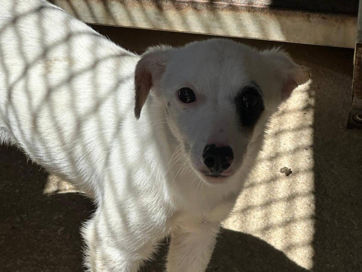 Adotta un cane, taglia piccola, femmina, Trapani
