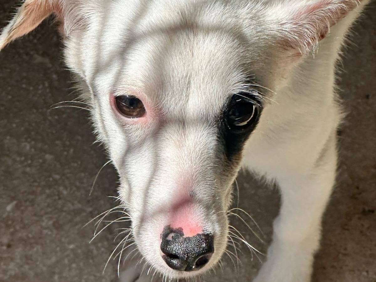 Vuoi adottare un cane a Trapani?