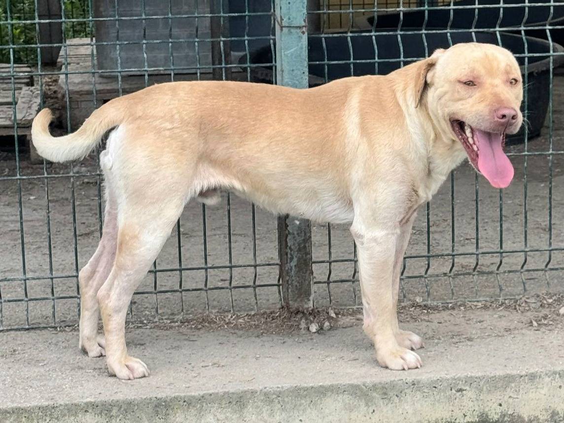 Adotta un cane, taglia media, maschio, Teramo