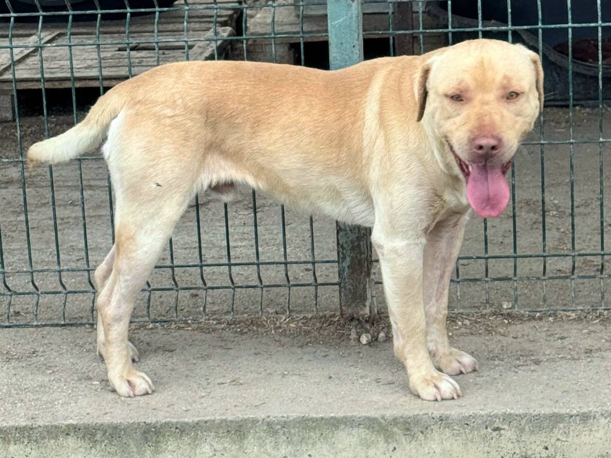 Adotta il cane Brad Pit a Teramo