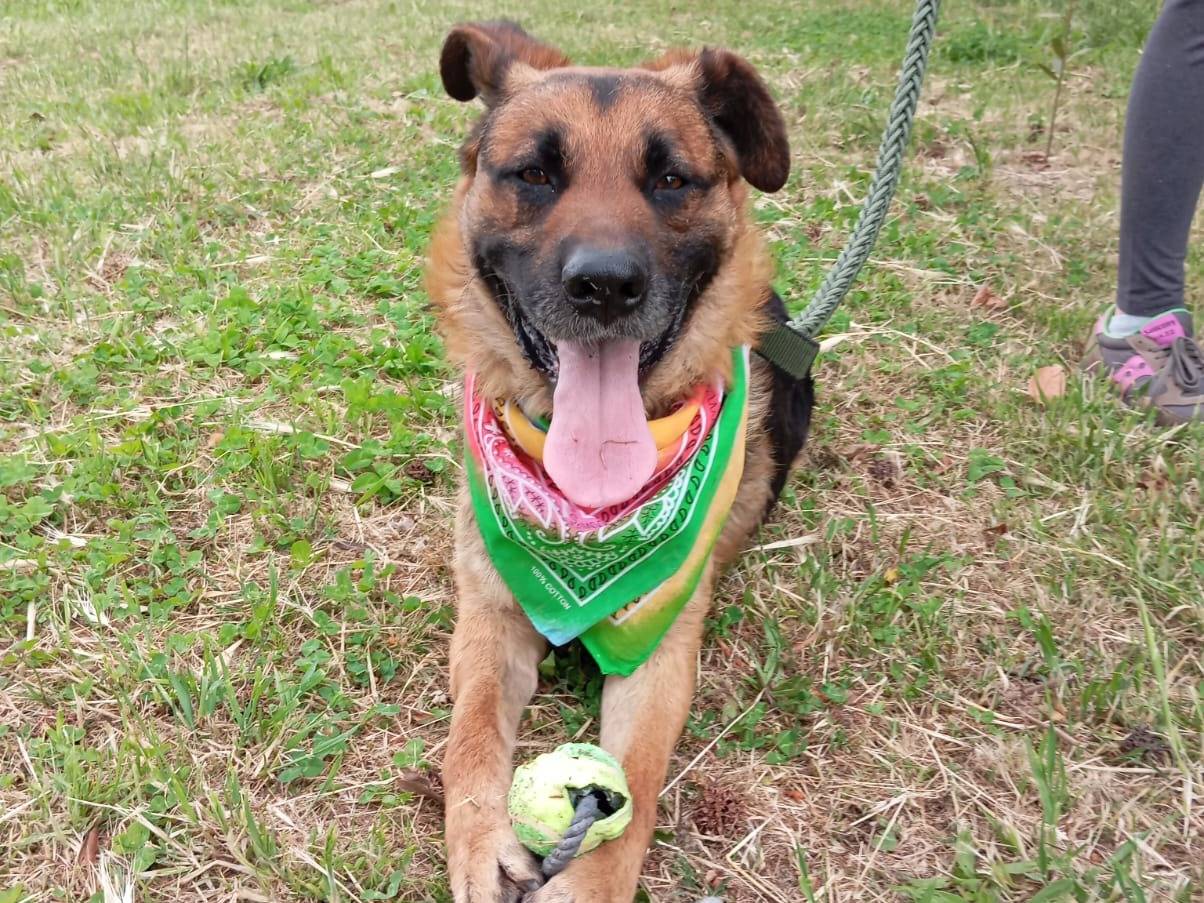 Adozione cane, maschio, Pastore tedesco Razza sconosciuta, 3 anni  e 2 mesi , taglia media, Caserta