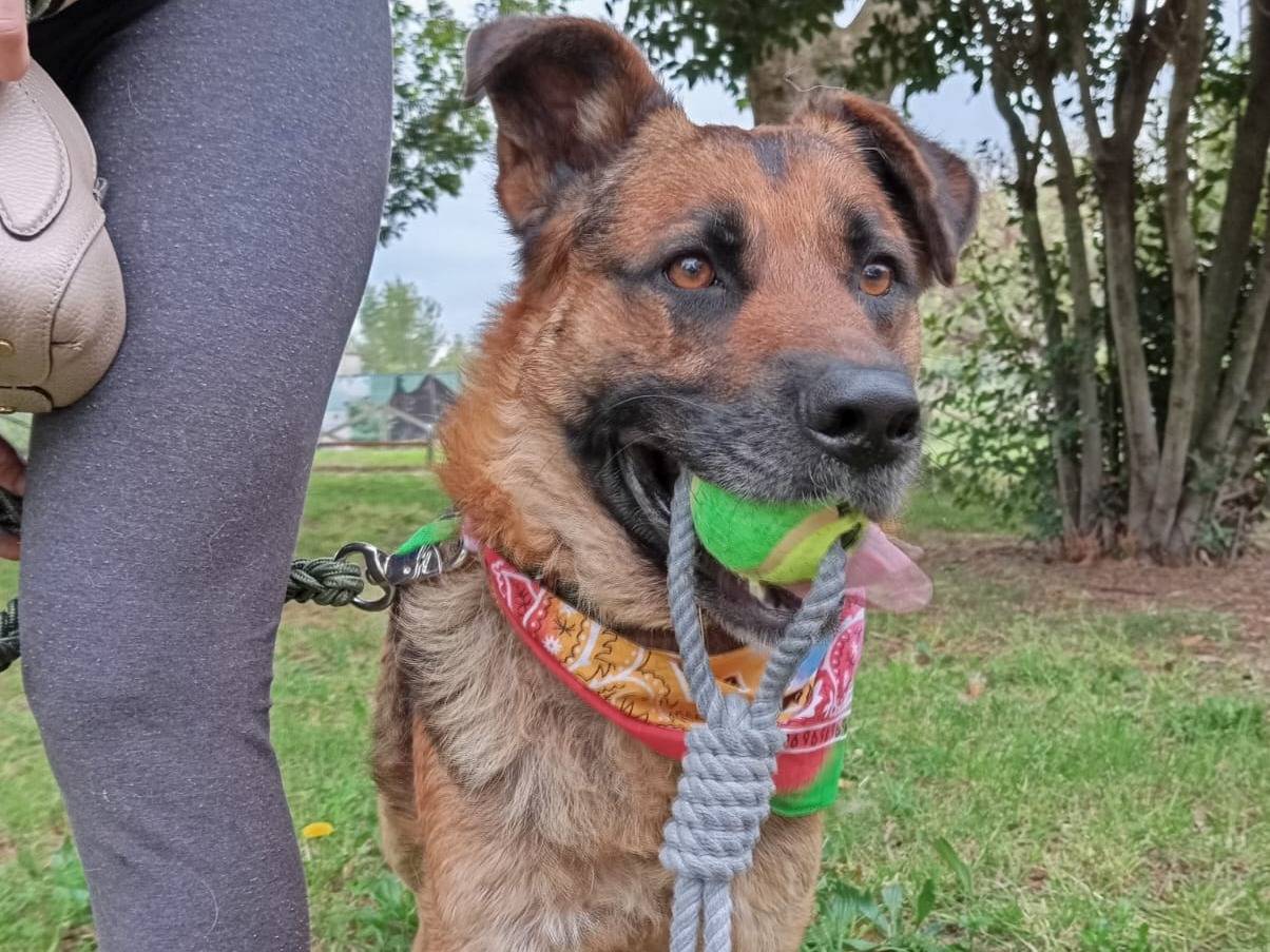 Adotta un cane, maschio, 3 anni  e 2 mesi , Caserta