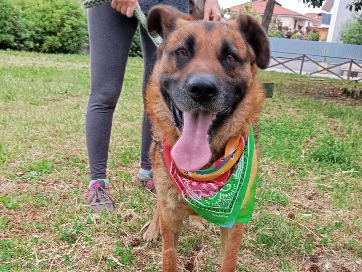Vuoi adottare un cane a Caserta?