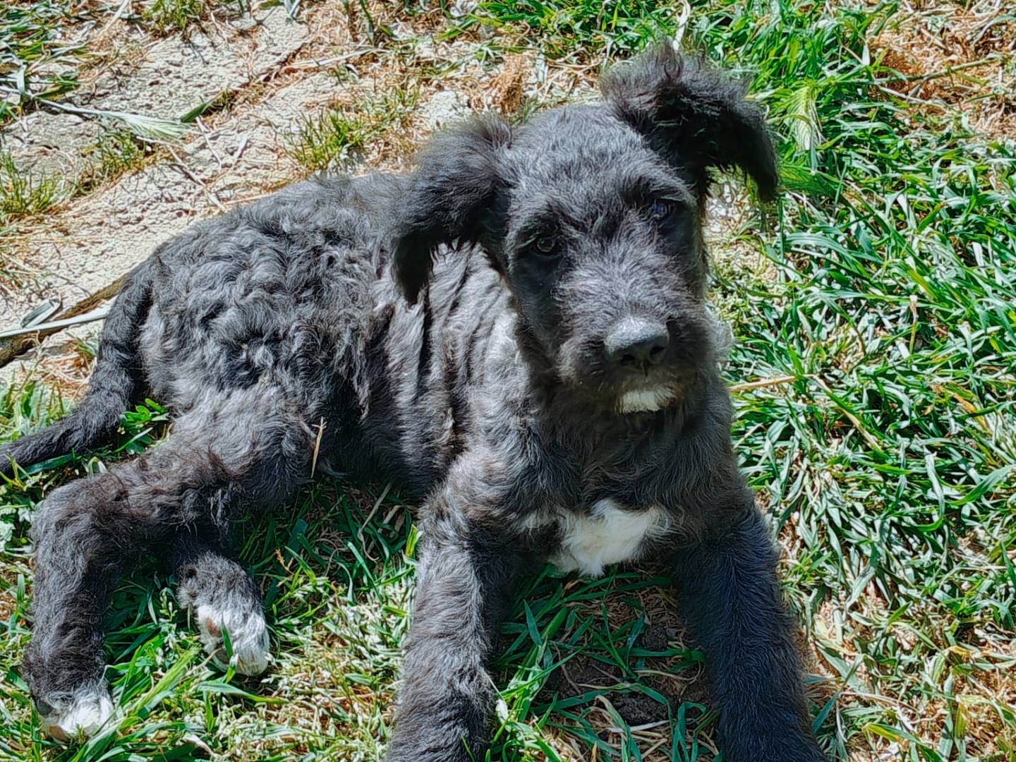 Adotta un cane, maschio, 3 mesi, Trapani