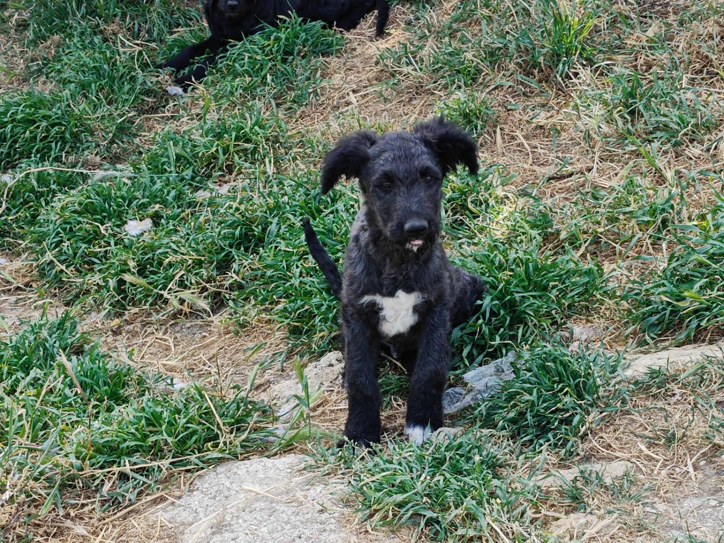 Adotta un cane, taglia media, maschio, Trapani