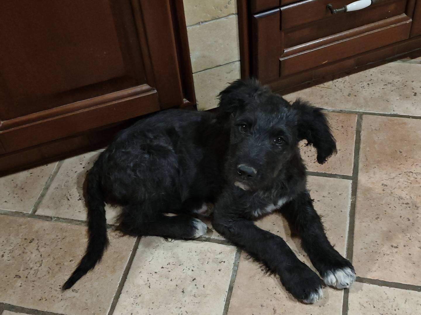 Vuoi adottare un cane a Trapani?