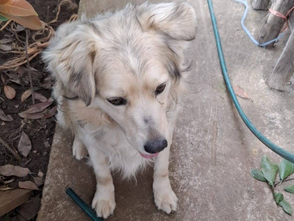 Adotta un cane, taglia media, maschio, Vibo