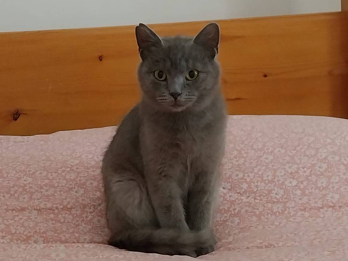Adotta un gatto, maschio, 6 mesi, Viterbo