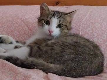 Adotta un gatto, taglia non valida, maschio, Viterbo